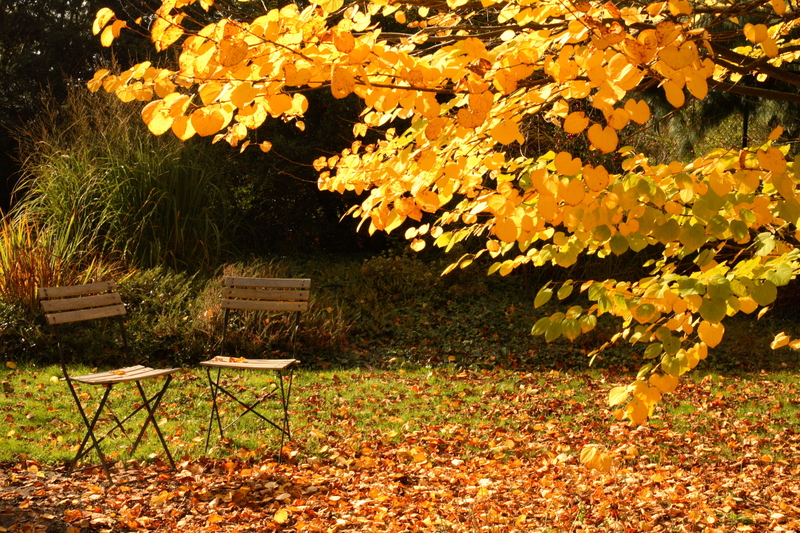 garden maintenance garden