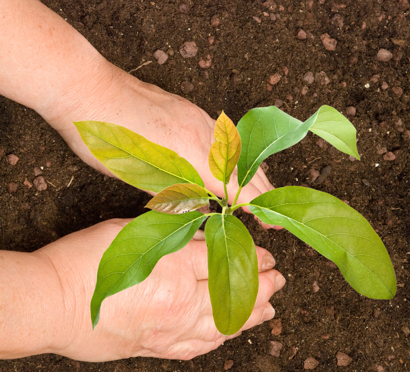 garden planting