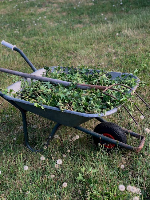 A blue metal wheelbarrow filled with freshly cut green garden shrubbery and branches, positioned on a grassy lawn with small white dandelion seed heads scattered across the grass. The wheelbarrow has 