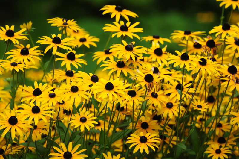 garden landscaping landscape design