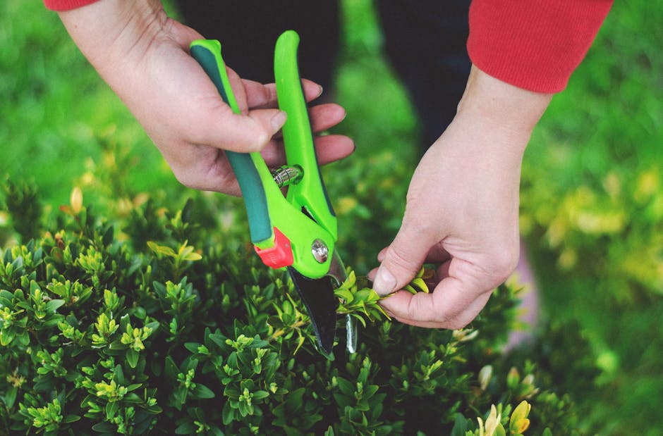 A close-up view of a gardener's hands trimming a dense, green hedge with a pair of bright green and black pruning shears. The gardener, wearing a red sleeve, is carefully cutting the small, glossy lea